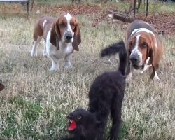 Four Bassets Against a Halloween Stuffed Cat