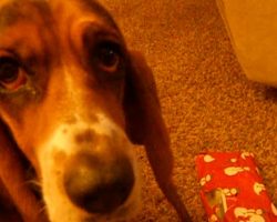 Basset Hound Confused About Christmas Present