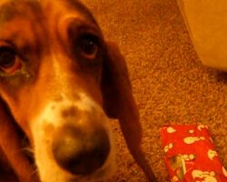 Basset Hound Confused About Christmas Present