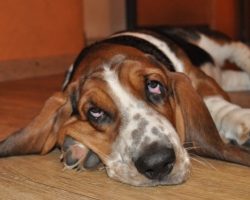 18 Things All Basset Hound Owners Must Never Forget