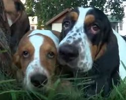 Basset Hound Pups Play in the Yard