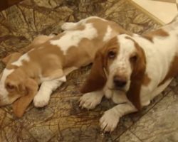 Playful Basset Pups And Mom In Moscow