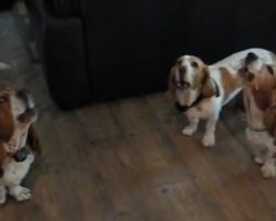 Basset Hound Concerto!