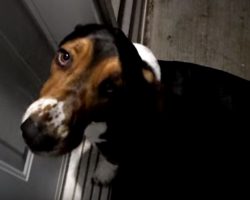 Basset Hound Welcomes Soldier Home