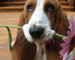 10 Basset Hounds Totally Defying The Laws Of Physics