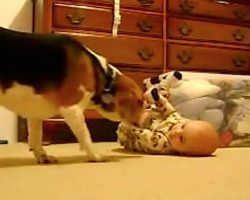 Dog Does The Cutest Thing When Meeting Baby For The First Time