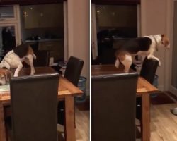 Beagle Makes A Daredevil Move To Get At French Fries On Kitchen Counter