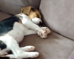 Mom Discovers The Best Way To Wake Her Puppy From Deep Sleep