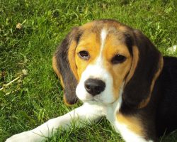 13 Things Only True Beagle People Understand