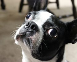 20 Reasons Boston Terriers Are Actually The Worst Dogs To Live With