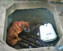 Little Girl Finds Boxer Still Alive In Concrete Grave, Acts Fast To Save Her Life