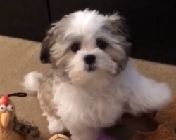 How This Little Pup Responds To Mom Is So Adorable It Hurts… Oh My!