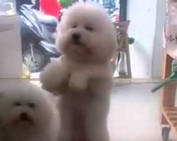 What This Dog Does Whenever Mom Plays His Favorite Song Is So Cute! White Dogs Can Dance!