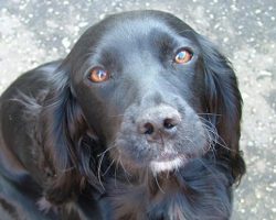 14 Signs You Are A Crazy Cocker Spaniel Person