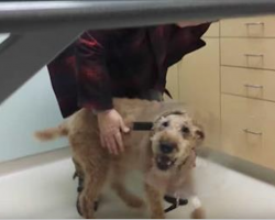 Blind Dog Regains His Sight – And His Reaction Has Charmed 14 Million Worldwide