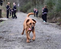 Bloodhound Accidentally Joins Half Marathon And Runs Entire Race