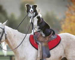 Top 10 Dogs And Horses: Friends For Life!