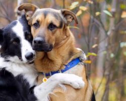 Border Collie Does The Sweetest Thing When She Is Asked Who Her Best Friend Is