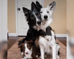 Border Collies Are Posing For Pictures Until One Does The Most Adorable Thing