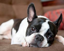 6 Problems Only Boston Terrier Owners Will Understand