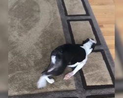 Boston Terrier Hilariously Gets A Feel For The New Carpet