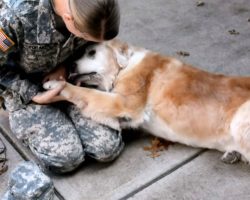 Old, Deaf Dog Overwhelmed With Joy, Collapses When She Sees Her Best Friend Return From The Army