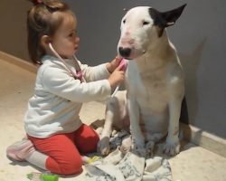 Little Girl Plays Doctor With Patient Bull Terrier