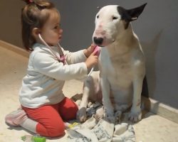 Little Girl Plays Doctor With Patient Bull Terrier