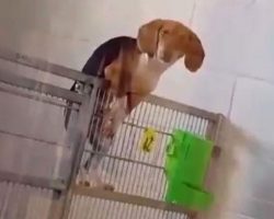 Naughty Beagle Caught On Video Trying To Break Out Of Shelter