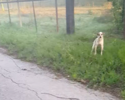 Abandoned Dog Crying On The Side Of The Road Just Wants To Kiss Her Rescuer