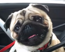Pug Finds Out He Is Going To Pet Store And Goes Out Of His Mind