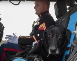 Veteran Bomb-Sniffing Dog Is Laid To Rest With A Beautiful Parade And Emotional Goodbye