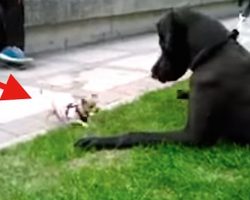 Fearless Chihuahua Takes On Great Dane In The Most Endearing Play Fight Ever