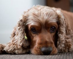 17 Reasons Cocker Spaniels Are The Worst Dogs To Live With