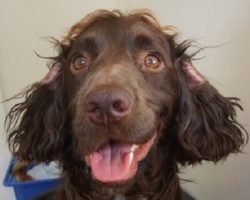 17 Things All Cocker Spaniel Owners Must Never Forget