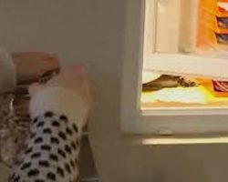 Every Time Mom Opens The Cookie Jar Her Dog Miraculously Appears