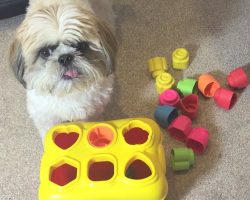 Incredibly Smart Shih Tzu Can Solve Difficult Puzzles