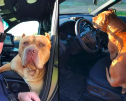 Cop Responds To Call About ‘Vicious’ Pit Bull On The Loose, Good Boy Hops In Police Car