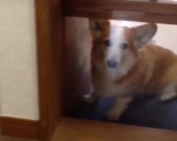 Corgi Has Trouble Going Up Stairs, So His Dad Builds Him His Own Elevator