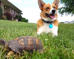 Corgi Has The Funniest Reaction When He Realizes He’s Not Lying Next To Rock