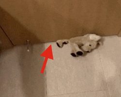 Sneaky “Thief” Makes Stuffed Animal Disappear Under Door