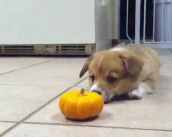 Corgi Puppy Discovers A Miniature Pumpkin And Has The Most Adorable Reaction