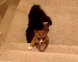 Corgi Puppy Trying To Go Up The Stairs Gets Unexpected Help From His Big Brother