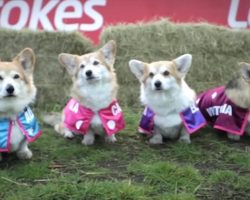 Royal Baby Name Predicted By A Corgi Race