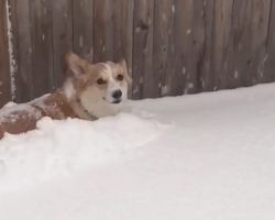 Cute Corgi Plows Snow And Has The Time Of His Life