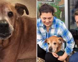 Couple Goes To Shelter To Donate, Leaves With 17-Year-Old Dog That Changes Their Lives