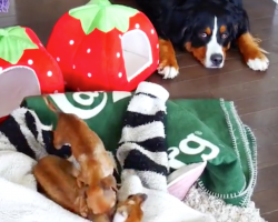 Bernese Mountain Dog Wants You To Know He’s Completely Over The Crazy Chihuahuas
