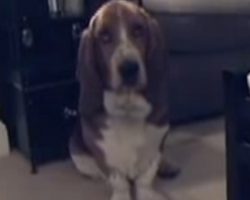 Basset Hound Sings Along With Billie Holiday