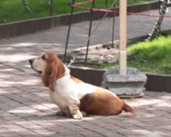 Basset Hound Leads Unsuspecting Pedestrians To A Surprise Gift