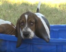 Basset Pups Have Fun With Kiddie Pool